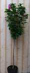 Warentuin Natuurlijk - Hibiscus op stam Roze 100 cm