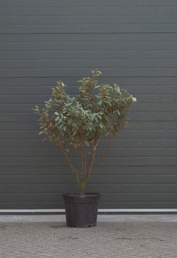 Warentuin Natuurlijk - Olijfwilg meerstammig Elaeagnus ebbingei h 162,5 cm