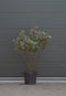 Warentuin Natuurlijk - Olijfwilg meerstammig Elaeagnus ebbingei h 162,5 cm