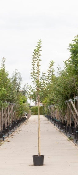 Warentuin Natuurlijk - 2 stuks! Sierappel evereste Malus Evereste h 250 cm st. omtrek 8 cm boom