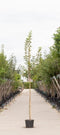 Warentuin Natuurlijk - 2 stuks! Sierappel evereste Malus Evereste h 250 cm st. omtrek 8 cm boom
