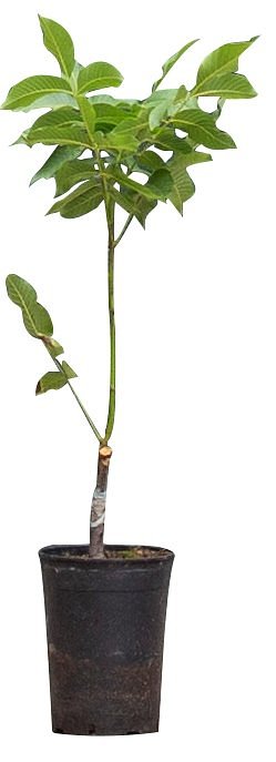 Warentuin Natuurlijk - 2 stuks! Walnotenboom Coenen Juglans r. Coenen h 65 cm st. omtrek 1 cm boom