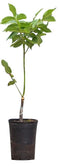 Warentuin Natuurlijk - 2 stuks! Walnotenboom Coenen Juglans r. Coenen h 65 cm st. omtrek 1 cm boom