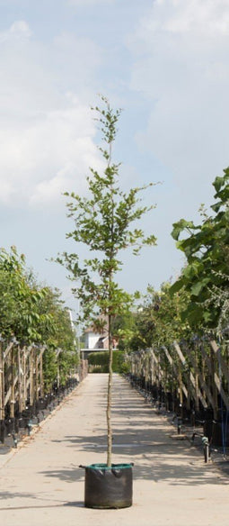 Warentuin Natuurlijk - 2 stuks! Groenbladige beuk Fagus sylvatica h 250 cm st. omtrek 8 cm boom