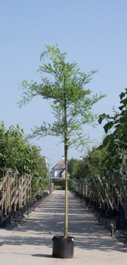 Warentuin Natuurlijk - 2 stuks! Honingboom Sophora japonica h 250 cm st. omtrek 8 cm boom