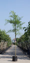 Warentuin Natuurlijk - 2 stuks! Honingboom Sophora japonica h 250 cm st. omtrek 8 cm boom