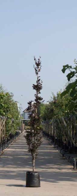 Warentuin Natuurlijk - 2 stuks! Rode zuilbeuk Fagus sylvatica Dawyck Purple h 250 cm st. h 30 cm...