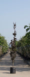 Warentuin Natuurlijk - 2 stuks! Rode zuilbeuk Fagus sylvatica Dawyck Purple h 250 cm st. h 30 cm...