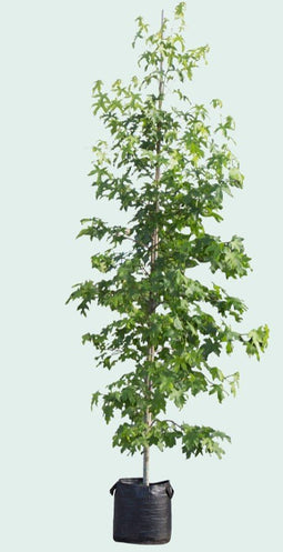 Warentuin Natuurlijk - Amberboom solitair Liquidambar styraciflua 275 cm
