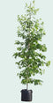 Warentuin Natuurlijk - Amberboom solitair Liquidambar styraciflua 275 cm