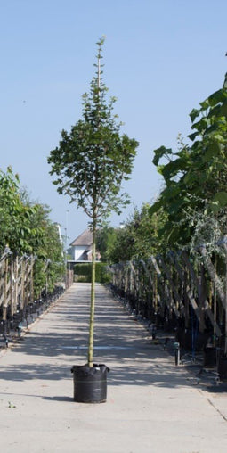 Warentuin Natuurlijk - Spaanse aak Acer campestre Huibers Elegant h 250 cm st. omtrek 8 cm