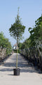 Warentuin Natuurlijk - Spaanse aak Acer campestre Huibers Elegant h 250 cm st. omtrek 8 cm