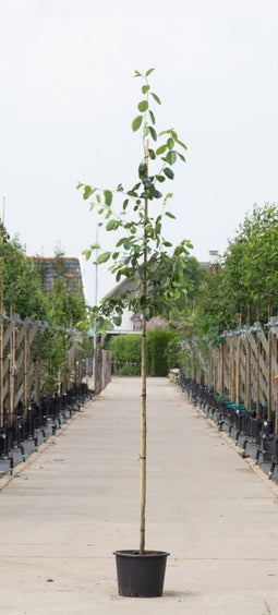 Warentuin Natuurlijk - 2 stuks! Krentenboom Robin Hill Amelanchier a. Robin Hill h 250 cm st. omt...