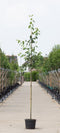 Warentuin Natuurlijk - 2 stuks! Krentenboom Robin Hill Amelanchier a. Robin Hill h 250 cm st. omt...