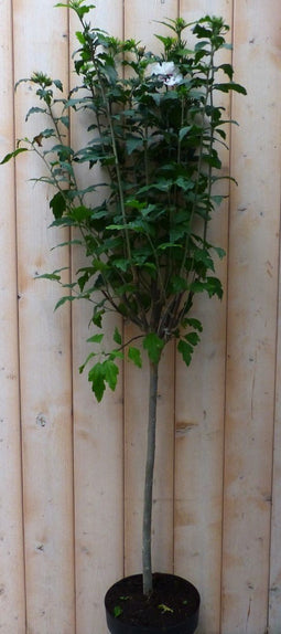 Warentuin Natuurlijk - Hibiscus op stam Wit 100 cm