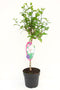 Warentuin Natuurlijk - Hibiscus op stam Wit 100 cm