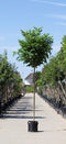 Warentuin Natuurlijk - 2 stuks! Bol acacia Robinia ps. Umbraculifera h 245 cm st. omtrek 8 cm st....