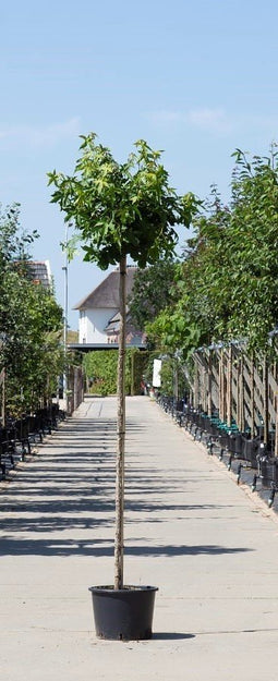 Warentuin Natuurlijk - 2 stuks! Amberboom bolvorm Liqiudambar s. Gum Ball h 220 cm st. omtrek 8 c...