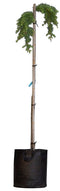 Warentuin Natuurlijk - 2 stuks! Japanse treurlork Larix kaempferi Stiff Weeper h 140 cm st. h 120...