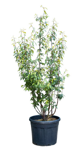 Warentuin Natuurlijk - Tibetaanse sierkers meerstammig Prunus serrula 162,5 cm