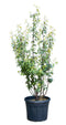 Warentuin Natuurlijk - Tibetaanse sierkers meerstammig Prunus serrula 162,5 cm