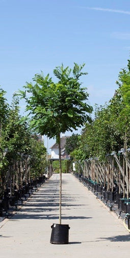 Warentuin Natuurlijk - 2 stuks! Bol acacia Robinia ps. Umbraculifera h 215 cm st. omtrek 8 cm st....
