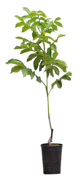 Warentuin Natuurlijk - 2 stuks! Walnotenboom Bella Maria Juglans r. Bella Maria h 100 cm st. omtr...