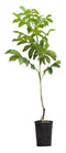 Warentuin Natuurlijk - 2 stuks! Walnotenboom Bella Maria Juglans r. Bella Maria h 100 cm st. omtr...