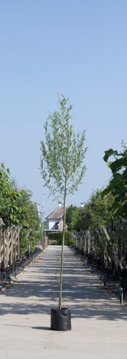 Warentuin Natuurlijk - 2 stuks! Witte wilg Salix alba h 250 cm st. omtrek 8 cm boom