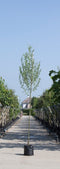 Warentuin Natuurlijk - 2 stuks! Witte wilg Salix alba h 250 cm st. omtrek 8 cm boom