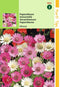 2 stuks - Hortitops - HT Xeranthemum, Papierbloem gemengd