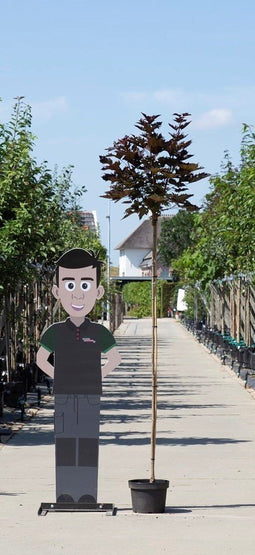 Warentuin Natuurlijk - 2 stuks! Rode bol esdoorn Acer pl. Crimson Centry h 220 cm st. omtrek 8 cm...