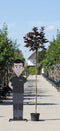 Warentuin Natuurlijk - 2 stuks! Rode bol esdoorn Acer pl. Crimson Centry h 220 cm st. omtrek 8 cm...