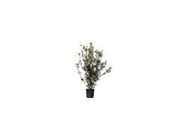 Warentuin Natuurlijk - 2 stuks! Steeneik solitair Quercus Ilex 112,5 cm