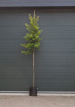 Warentuin Natuurlijk - Portugese laurier Tico hoogstam Prunus lus. Tico h 275 cm st. omtrek 6 cm