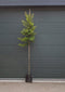 Warentuin Natuurlijk - Portugese laurier Tico hoogstam Prunus lus. Tico h 275 cm st. omtrek 6 cm