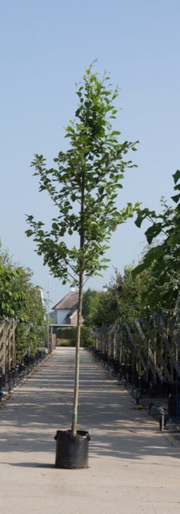 Warentuin Natuurlijk - 2 stuks! Gewone els Alnus glutinosa h 250 cm st. omtrek 8 cm boom