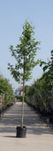 Warentuin Natuurlijk - 2 stuks! Gewone els Alnus glutinosa h 250 cm st. omtrek 8 cm boom