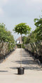 Warentuin Natuurlijk - 2 stuks! Bol Catalpa Catalpa Bignonniodes Nana h 250 cm st. omtrek 8 cm st...