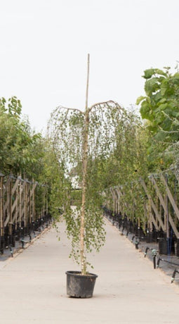 Warentuin Natuurlijk - 2 stuks! Prieelberk Betula pendula Youngii h 210 cm st. omtrek 8 cm st. h...