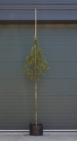 Warentuin Natuurlijk - Portugese laurier hoogstam Prunus lusitanica h 250 cm st. omtrek 8 cm st....
