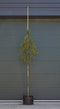 Warentuin Natuurlijk - Portugese laurier hoogstam Prunus lusitanica h 250 cm st. omtrek 8 cm st....