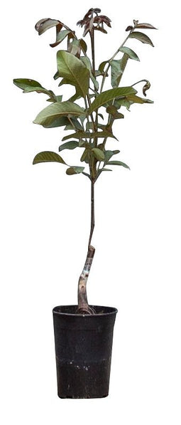 Warentuin Natuurlijk - 2 stuks! Roodbladige walnotenboom Juglans r. Purpurea h 100 cm st. omtrek...
