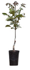 Warentuin Natuurlijk - 2 stuks! Roodbladige walnotenboom Juglans r. Purpurea h 100 cm st. omtrek...