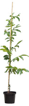 Warentuin Natuurlijk - 2 stuks! Walnotenboom Coenen Juglans r. Coenen h 162,5 cm st. omtrek 2 cm...