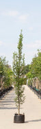 Warentuin Natuurlijk - 2 stuks! Zuil haagbeuk laagstam Carpinus betulus Fastigiata h 250 cm st. h...
