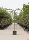 Warentuin Natuurlijk - Groene treur sierappel Malus Red Jade h 250 cm st. omtrek 12 cm st. h 220 cm
