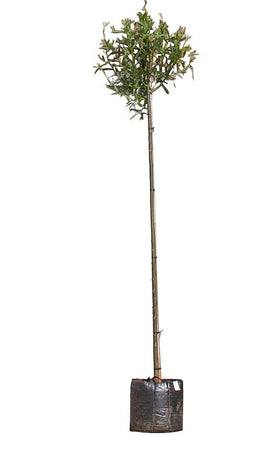 Warentuin Natuurlijk - 2 stuks! Knotwilg Salix alba KNOT h 260 cm st. omtrek 8 cm st. h 190 cm boom