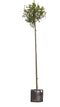 Warentuin Natuurlijk - 2 stuks! Knotwilg Salix alba KNOT h 260 cm st. omtrek 8 cm st. h 190 cm boom