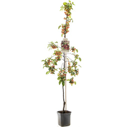 Fruithof - Malus red sentinel laagstam rode sierappel fruitboom